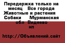 Передержка только на месяц - Все города Животные и растения » Собаки   . Мурманская обл.,Видяево нп